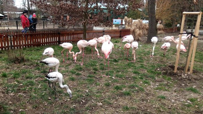 Zoologická zahrada Hodonín 11