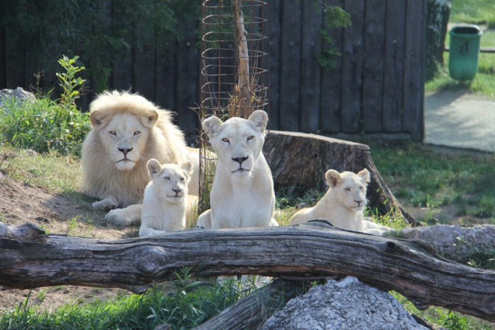 Zoologická zahrada Hodonín 8